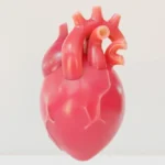 atrioventricular valves